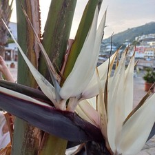 Strelitzia augusta - (alba),