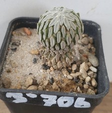 Pelecyphora aselliformis