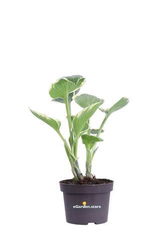 Pianta vera hosta - di,