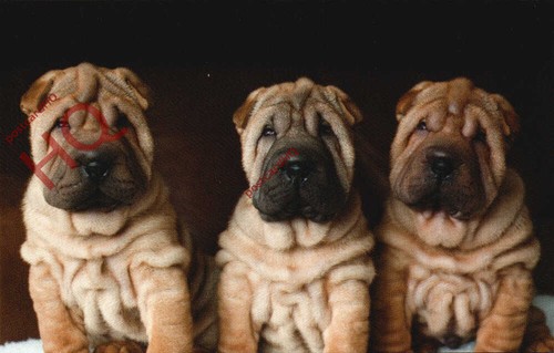 Picture postcard dog - picture, postcard>>dog,