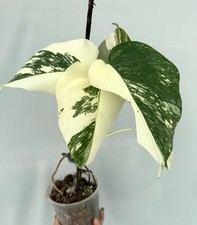 Monstera Deliciosa Albo