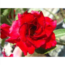 5 semi di Adenium obesum "Doungdee" Rosa del Deserto "semi freschi" +OMAGGIO