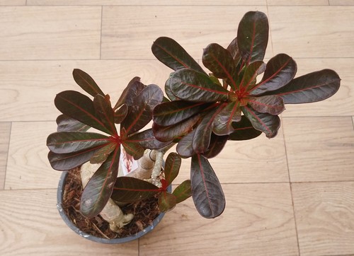 Adenium obesum foglie rosse