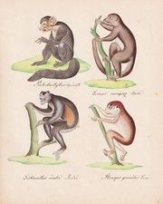 Lemur Indri Slimloris Loris