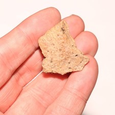 Ankylosaurus Scute Fossile di