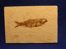 PESCE FOSSILE  KNIGHTIA