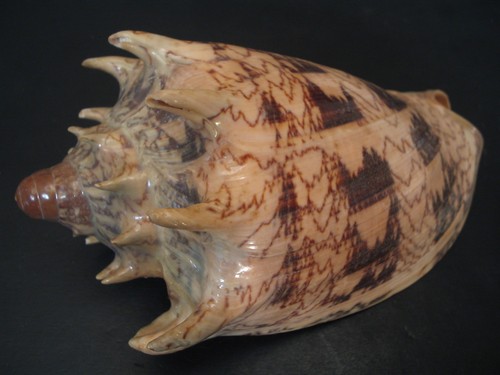 Very cool cymbiola - cool...(voluta),