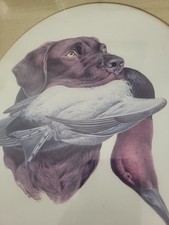 Chocolate Labrador Louis