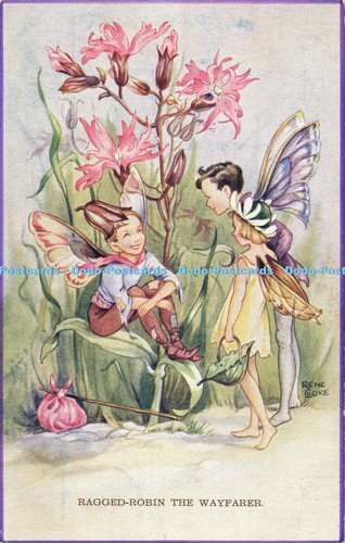 R557908 ragged robin the - r557908,
