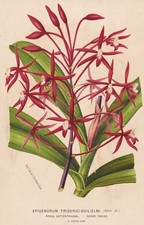 Epidendrum orchidea orchidea