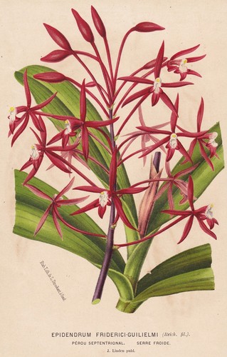 Epidendrum orchidea orchidea