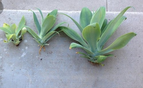 Suculenta agave attenuata lote - attenuata,