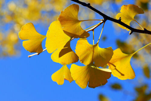 Ginkgo biloba ginko 10 semi - ginkgo,