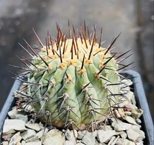 Copiapoa columna-alba WYSIWYG