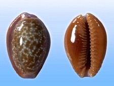 Cypraea helvola argella, Diego Suarez, Madagascar, 27,1 mm, LARGE BEAUTY