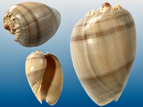 Volutidae melo broderipii - melo,