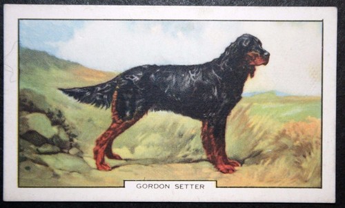 Gordon setter vintage - , 1938