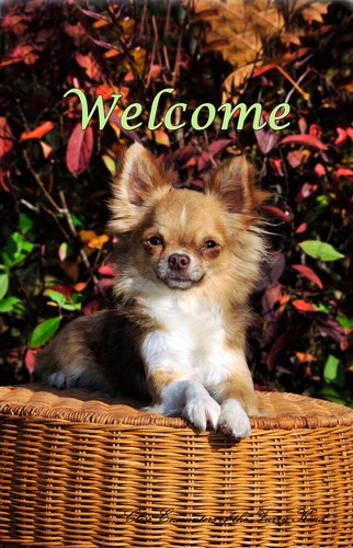 Chihuahua capelli lunghi - chihuahua,