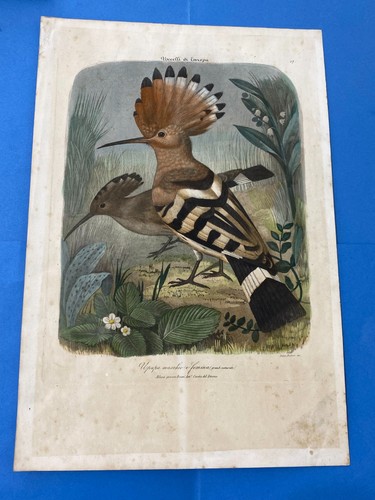 Vecchia stampa uccelli - stampa, di