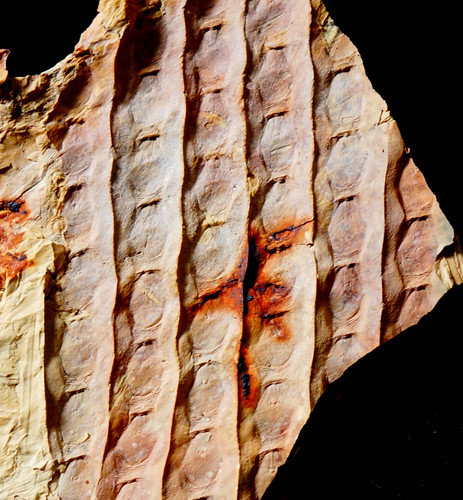 Pianta fossile carbonifera