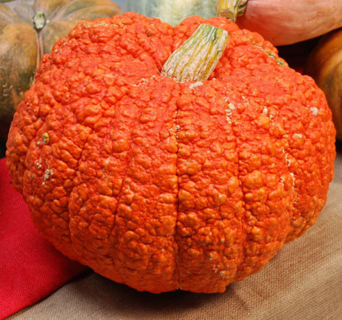 Zucca red warty - thing, 10+