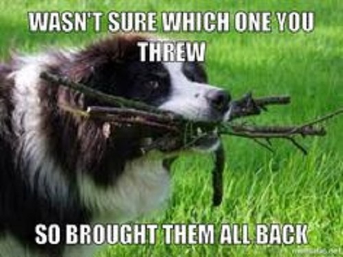 Humorus border collie - humorus,