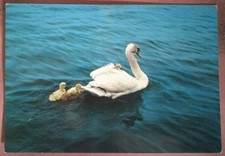 ROMA - GIARDINO ZOOLOGICO -