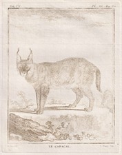 Incisione Di Gatto Caracal