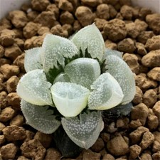 Piante succulente Haworthia