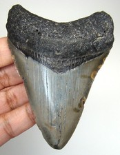 MEGALODONTE DENTE DI SQUALO