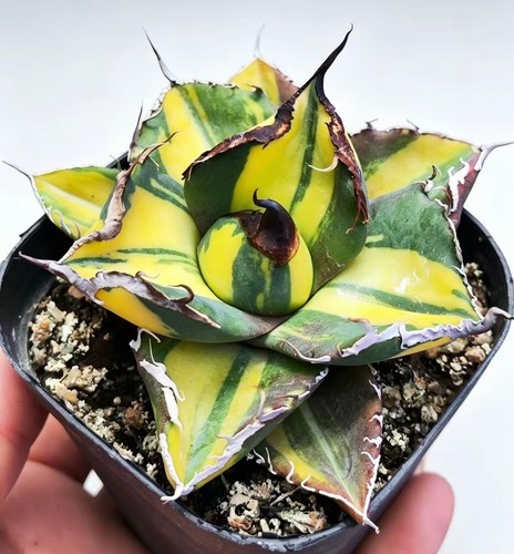 Agave titanota black panther - black,