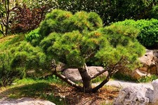 3 Japanese Black Pine Pinus