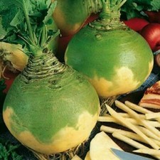 Wilhelmsburger Rutabaga -