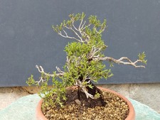 Bonsai di Timo 20x10cm Stile
