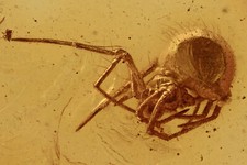 Ragno spider araneae rara - spider,