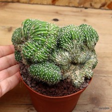 Notocactus leninghausii