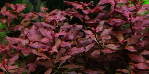 Acquario pianta ludwigia - pianta,