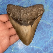 Megalodonte dente squalo - megalodonte,