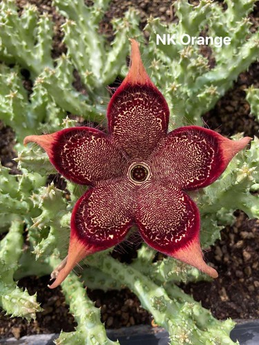 Edithcolea grandis nk - grandis, "nk