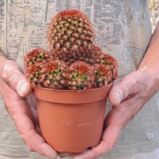 Mammillaria carmenae f. rubrispina PLANT ebay-H137