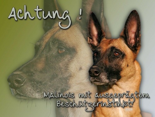 Pastore belga malinois - belga, metallo
