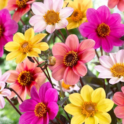 Lot graines de dahlia - lot,