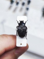 Osmoderma, Osmodermini Scarabeide, Cetonidae, Trichini 15 mm! Togo