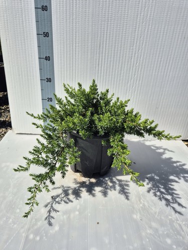Juniperus conferta blue - conferta, ‘blue