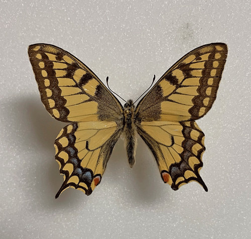 Papilio machaon - papilio,