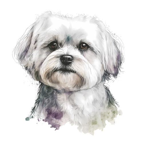 Adesivo auto maltese - , cani