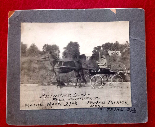 Cavalli trotto 1905 - 14,