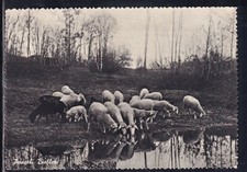 Cartolina Biella Pascoli