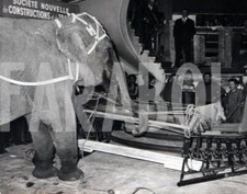 Foto vintage Francia, Elefante