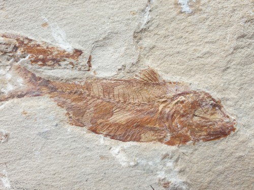 Top armigatus pesce - br.,
